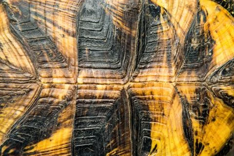 Texture of turtle shell Stock Photos