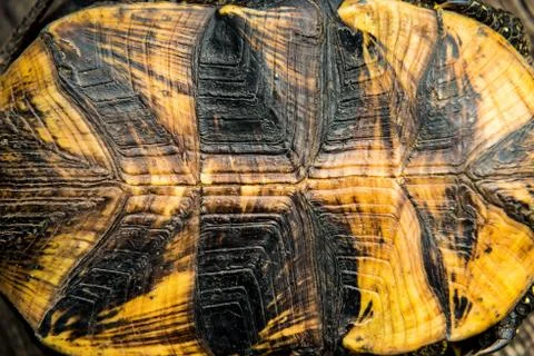 Texture of turtle shell Stock Photos