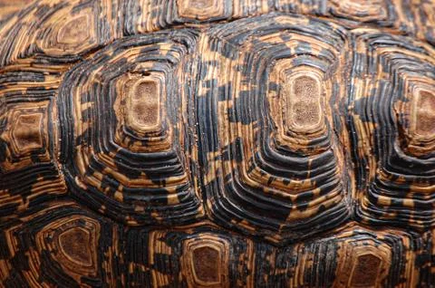 Texture of a turtle's shell, flat detail Foto stock