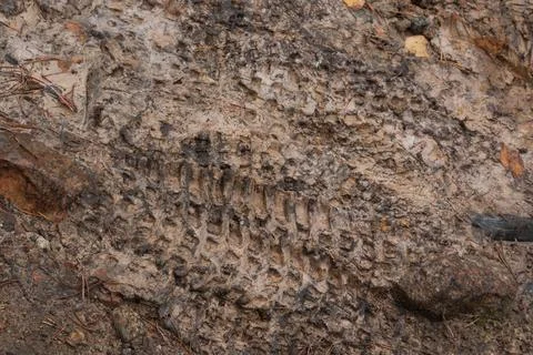 Texture of tyre tracks in mud Stock Photos