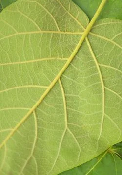 Texture of the underside of a green leaf. Detailed texture of green leaves Stock-Fotos