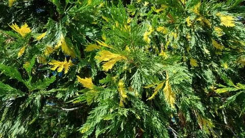 Texture of variegated cypress. Stock-Fotos