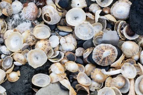 Texture of various sea shells and pebbles scattered on a coastal beach surfac Stock Photos