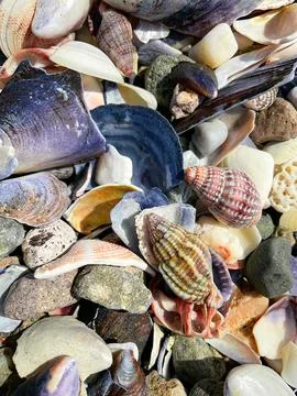 Texture of various shells. Small shells, background Foto stock