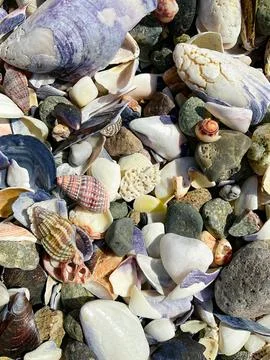 Texture of various shells. Small shells, background Foto stock