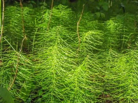 Texture of the vegetative, forest grass of the forest Stock Photos