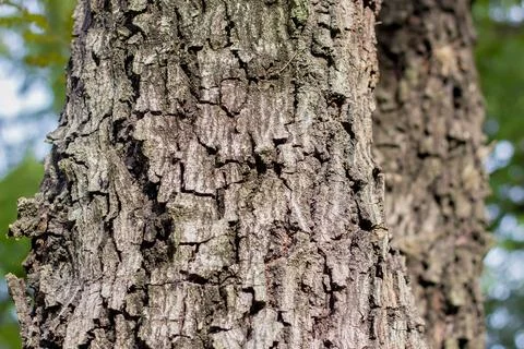 Texture of very rough tree trunk Stock Photos