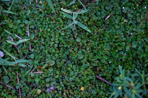 Texture view of grass Stock Photos