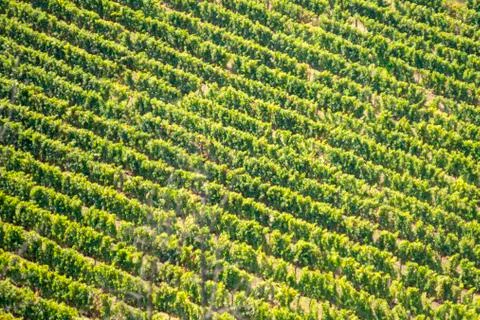 Texture of a vineyard of grape plants Stock Photos