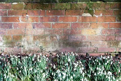 Texture wall background pattern of old vintage weathered bricks with snowdrop Stock Photos