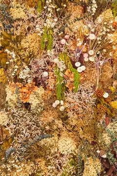 Texture wall of fall plants and flowers Foto stock