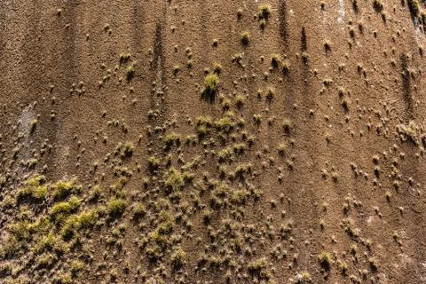 Texture of a wall with plants added on it Stock Photos