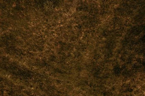 Texture wallpaper mockup template Dry grass texture aerial view Foto stock