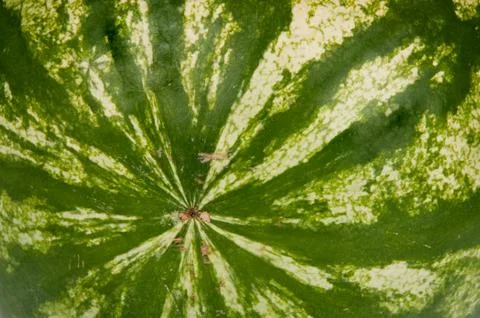 Texture watermelon Stock Photos