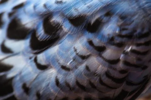 Texture of wavy parrot's feathers Stock Photos