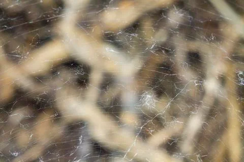 Texture of a web on a background of twigs Stock Photos