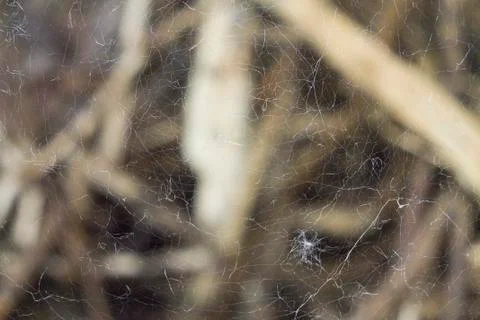 Texture of a web on a background of twigs Stock Photos