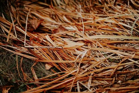 Texture of wet dry long grass in the field Stock Photos