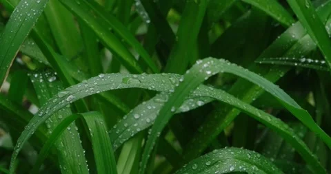Texture of wet grass Video stock 190964094