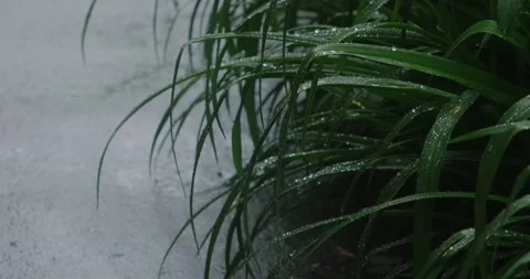 Texture of wet grass Stock Footage 190965115