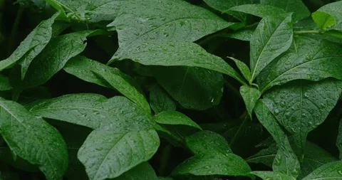 Texture of wet green leaves Stock Footage 190964574