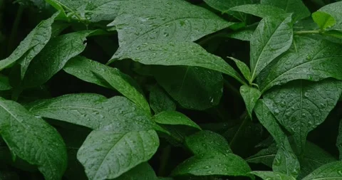 Texture of wet green leaves Stock Footage 190964695