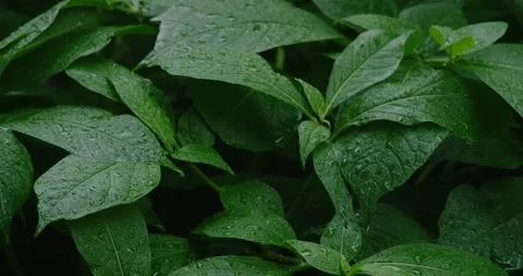 Texture of wet green leaves Stock Footage 190964698