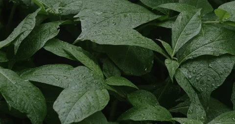 Texture of wet green leaves Stock Footage 190970898