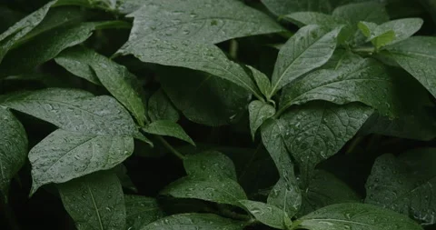 Texture of wet green leaves Stock Footage 190973799