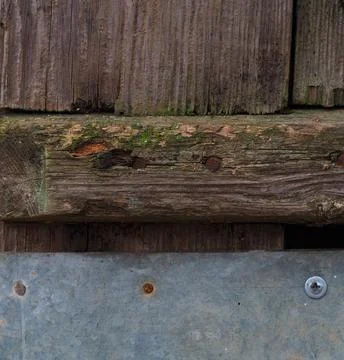 Texture of a wet old tree Foto stock