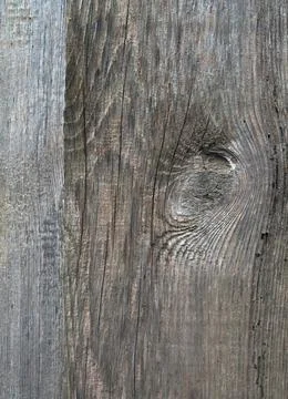 Texture of a wet old tree Stock Photos
