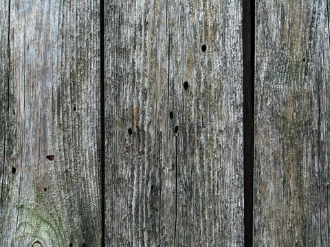 Texture of a wet old tree Foto stock