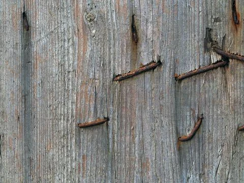 Texture of a wet old tree Stock Photos
