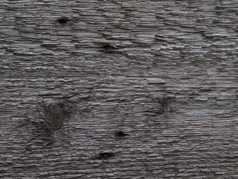 Texture of a wet old tree Foto stock