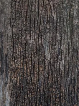 Texture of a wet old tree Stock Photos