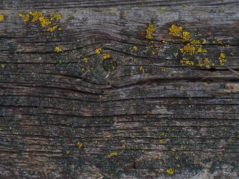 Texture of a wet old tree Foto stock