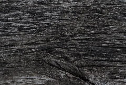 Texture of a wet old tree Foto stock