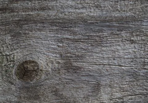 Texture of a wet old tree Foto stock