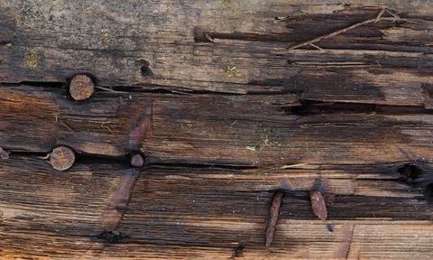 Texture of a wet old tree Foto stock