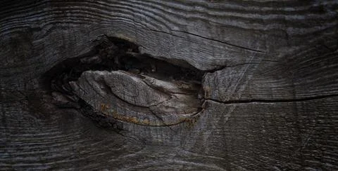 Texture of a wet old tree Foto stock