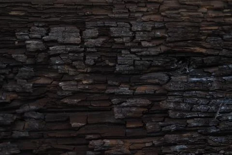 Texture of a wet old tree Stock Photos