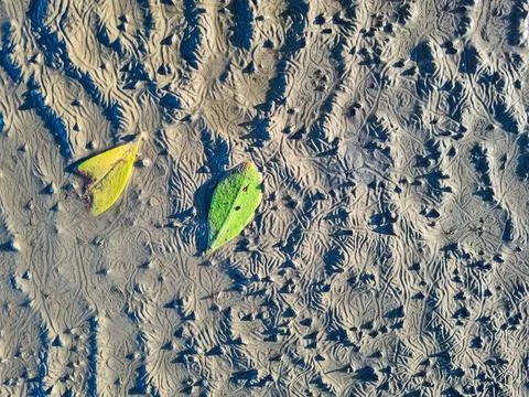 The texture of wet sand mud Fotos Stock