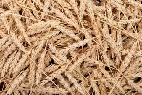 Texture of wheat ears Stock Photos