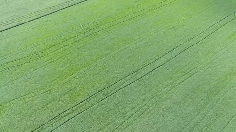 Texture of wheat field. Background of young green wheat on the field. Photo f Foto stock