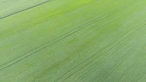 Texture of wheat field. Background of young green wheat on the field. Photo f Foto stock
