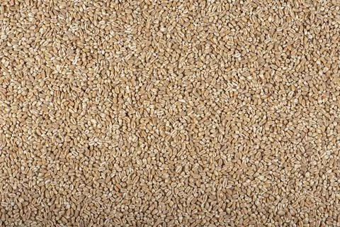 Texture of wheat, grains. Background for dry wheat design. Large size for banner Stock Photos
