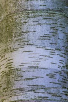 Texture of white  birch tree bark Stock Photos