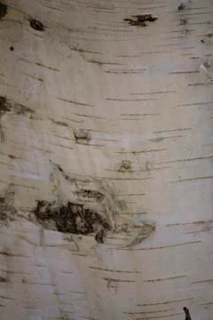 Texture of the white birch tree trunk Fotos Stock