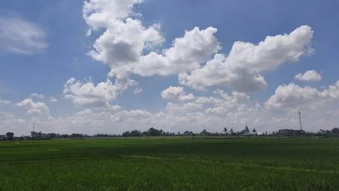Texture of white clouds rolling in the blue sky in the green tree plantation Stockfoto's
