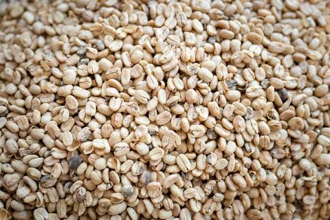 Texture of white coffee beans before peeling and roasting Stock Photos